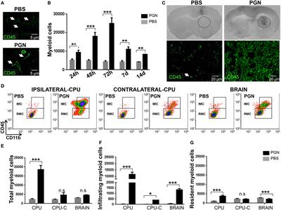 Phosphatidyl-Inositol-3 Kinase Inhibitors Regulate Peptidoglycan-Induced Myeloid Leukocyte Recruitment, Inflammation, and Neurotoxicity in Mouse Brain